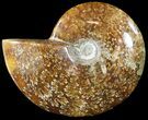 Wide Polished Cleoniceras Ammonite - Madagascar #49436-1